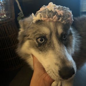 crocheted dog hat